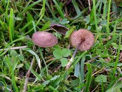 Image of Entoloma infula (Fr.) Noordel. 1980