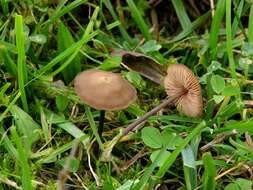 Image of Entoloma infula (Fr.) Noordel. 1980