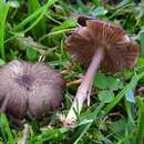 Image of Entoloma longistriatum (Peck) Noordel. 1988