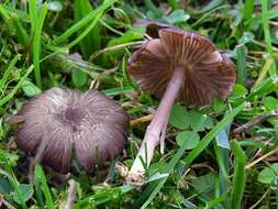 Image of Entoloma longistriatum (Peck) Noordel. 1988