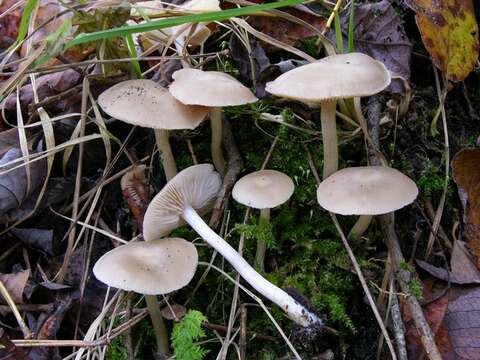 Image of Entoloma sericatum (Britzelm.) Sacc. 1895