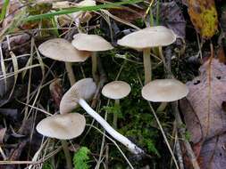 Image of Entoloma sericatum (Britzelm.) Sacc. 1895