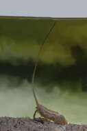 Image of Panarthropoda