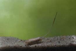 Image of Panarthropoda