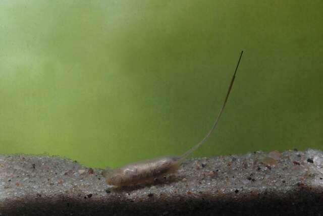 Image of Panarthropoda
