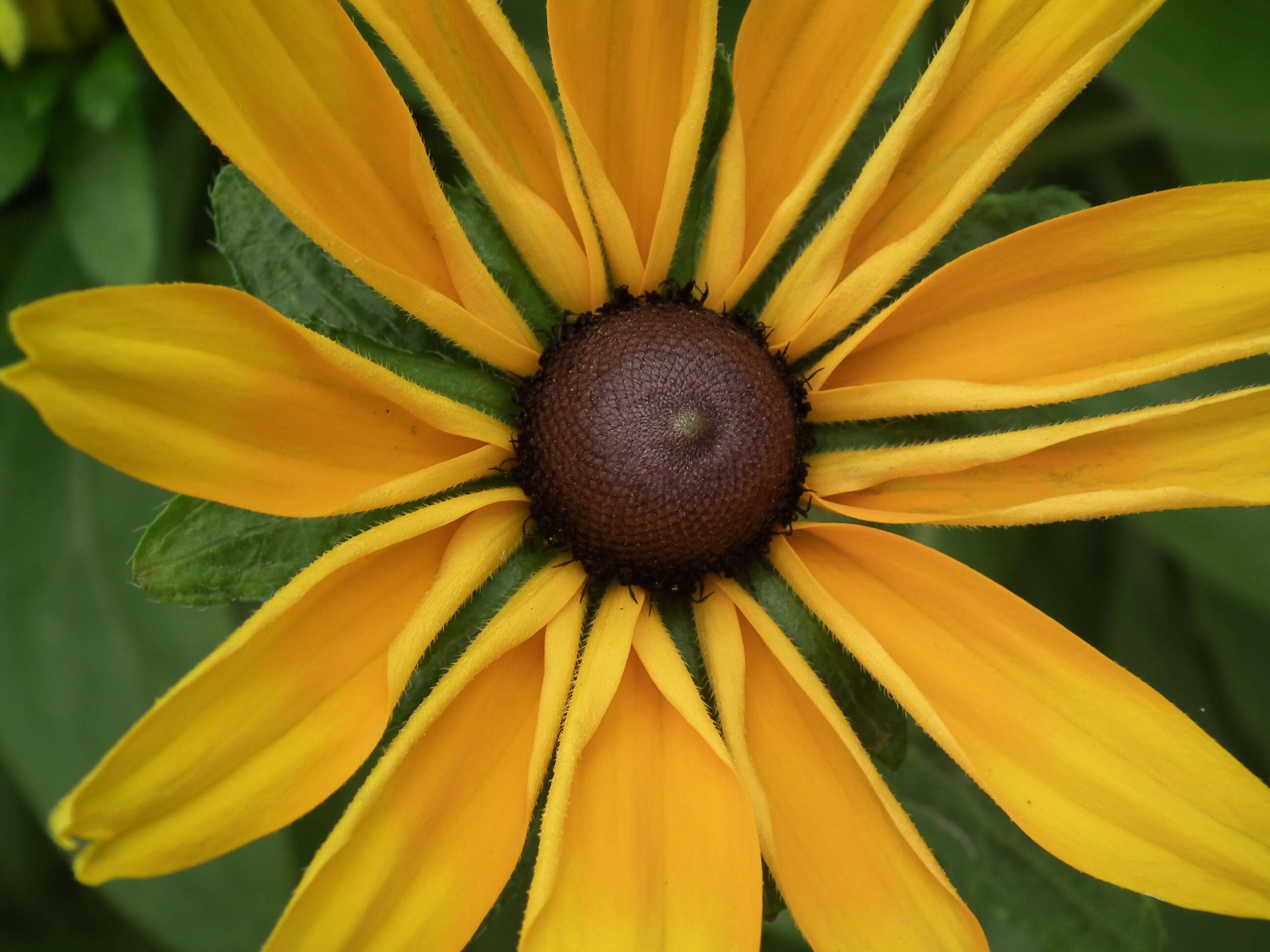 Image of coneflower