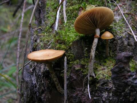 Image of Galerina