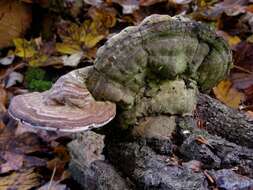 Image of Ganoderma