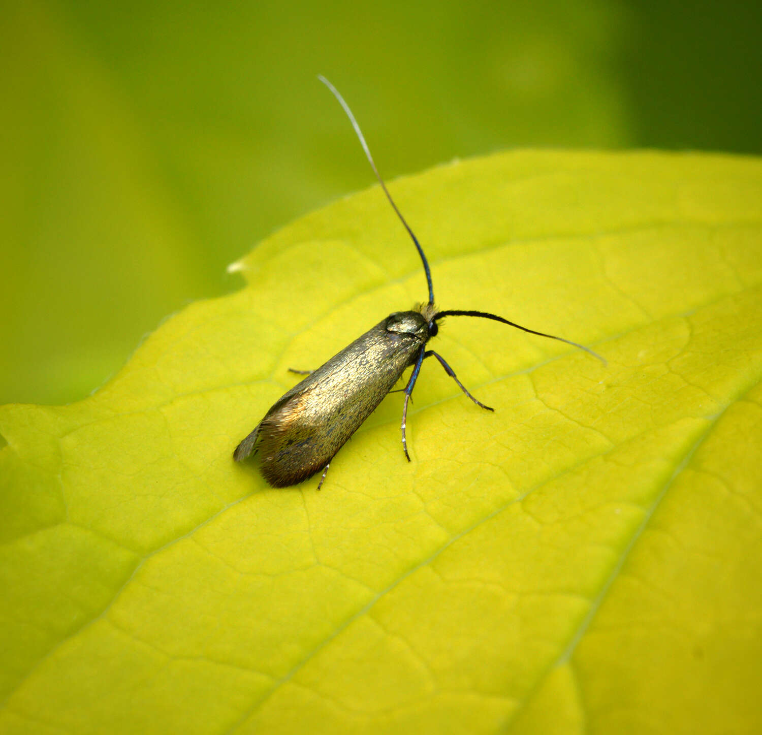 Image of Adela reaumurella