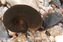 صورة unclassified Gastropoda