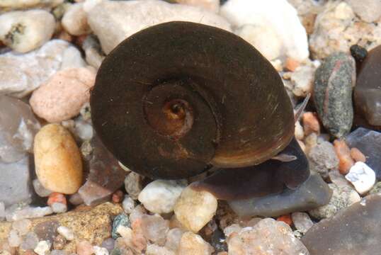 Image of unclassified Gastropoda