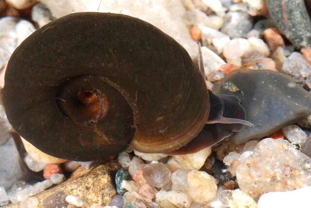 Image of unclassified Gastropoda