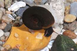 Image of unclassified Gastropoda