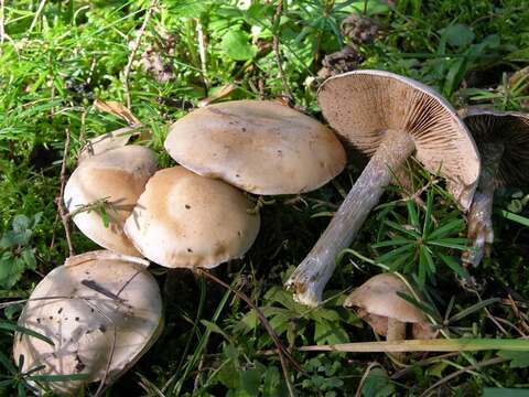 Image of Poisonpies