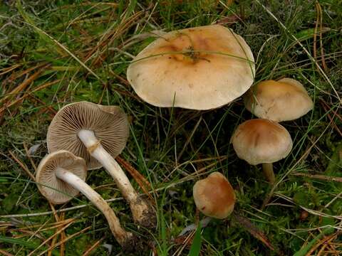Image of Poisonpies
