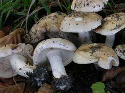 Image of Poisonpies