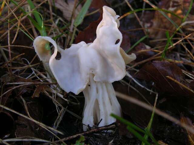 Helvellaceae resmi