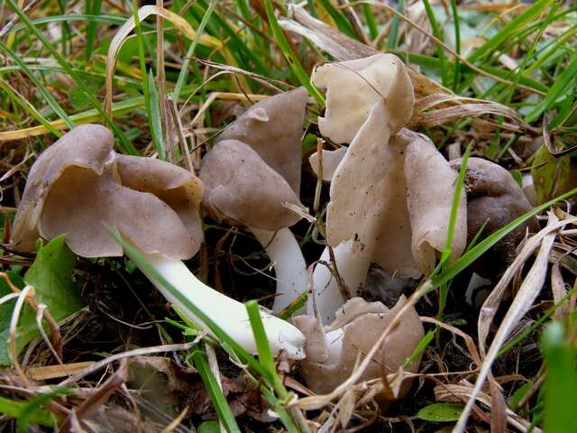 Image of Helvellaceae