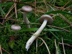 Image of Hygrophorus