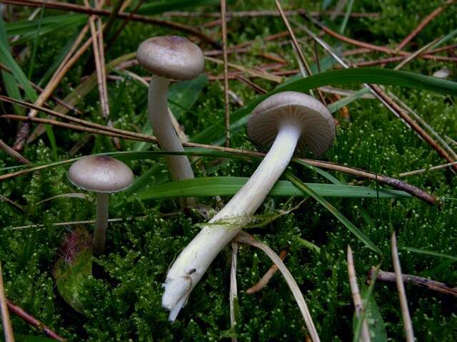 Image of Hygrophorus