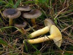 Plancia ëd Hygrophorus