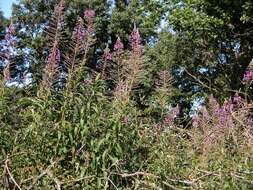 Image of rosebay willowherb