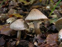 Imagem de Inocybe bongardii (Weinm.) Quél. 1872