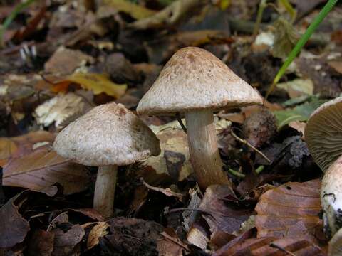 Image of Inocybe bongardii (Weinm.) Quél. 1872