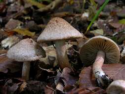 Imagem de Inocybe bongardii (Weinm.) Quél. 1872