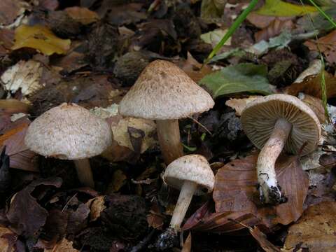 Image of Inocybe bongardii (Weinm.) Quél. 1872