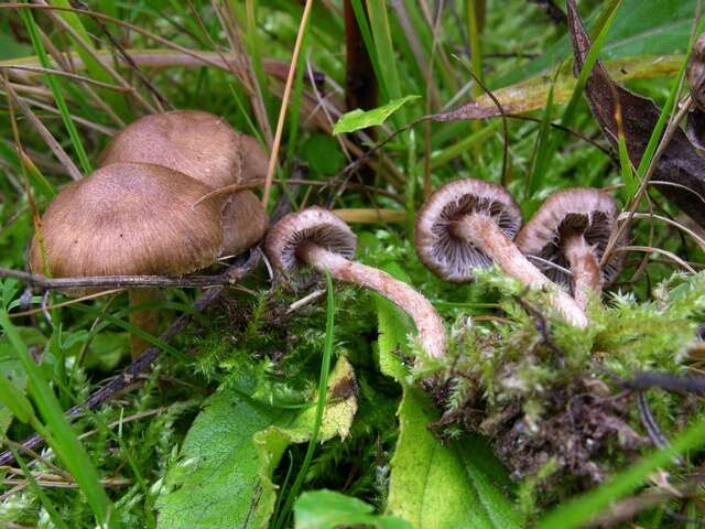 Image of Inocybe cincinnata (Fr.) Quél. 1872