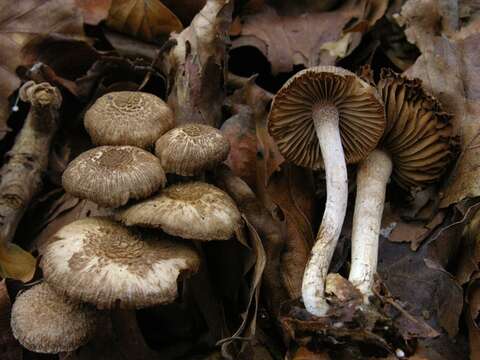 Image of Inocybe cincinnata (Fr.) Quél. 1872