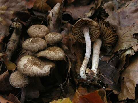 Image of Inocybe cincinnata (Fr.) Quél. 1872