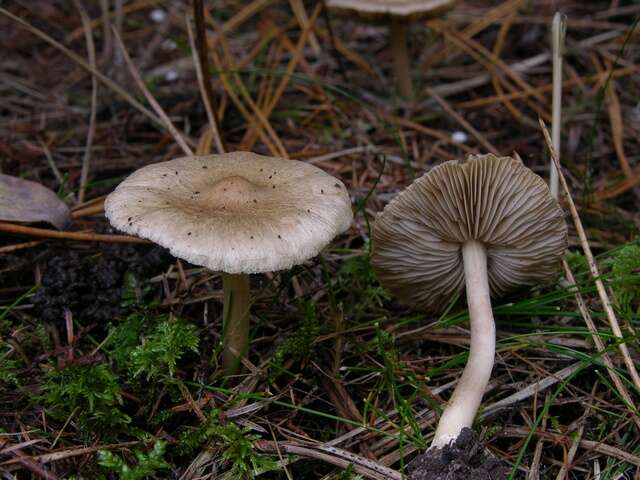 Image of Inocybe flocculosa Sacc. 1887