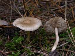 Image of Inocybe flocculosa Sacc. 1887