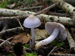 Inocybe geophylla (Bull.) P. Kumm. 1871 resmi