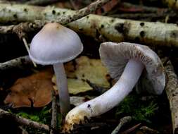 صورة Inocybe geophylla (Bull.) P. Kumm. 1871