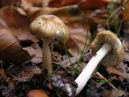 صورة Inocybe hirtella Bres. 1884