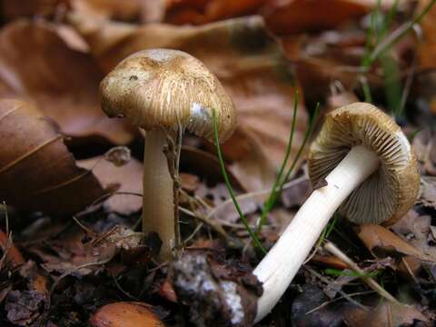 صورة Inocybe hirtella Bres. 1884