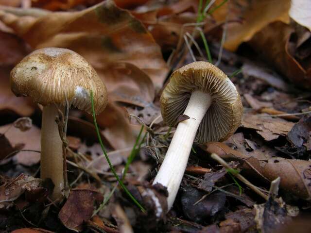 صورة Inocybe hirtella Bres. 1884