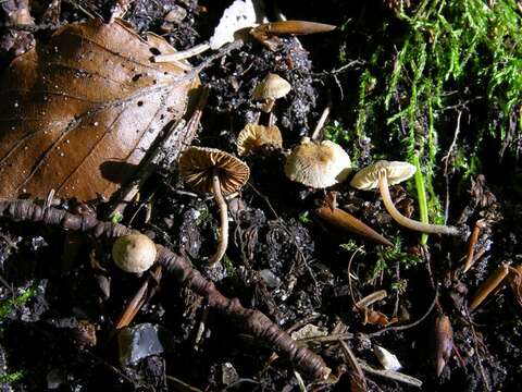 Image of Inocybe petiginosa (Fr.) Gillet 1876