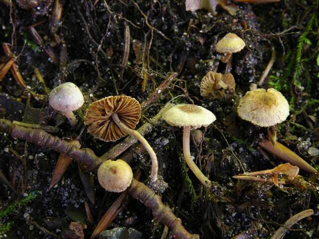 Image of Inocybe petiginosa (Fr.) Gillet 1876