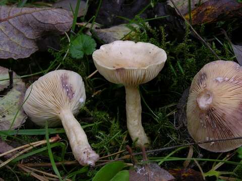 Image of Lactarius aspideus (Fr.) Fr. 1838