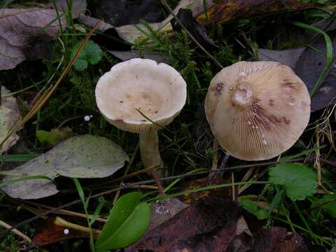 Image of Lactarius aspideus (Fr.) Fr. 1838