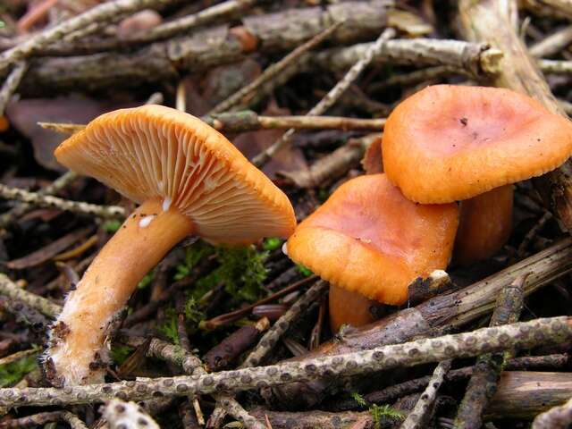 Image de Lactarius aurantiacus (Pers.) Gray 1821