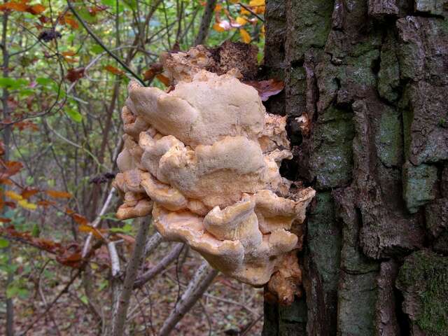 Image de Laetiporus