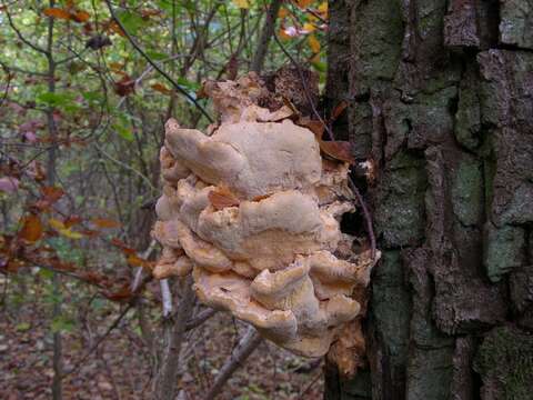 Image of Laetiporus