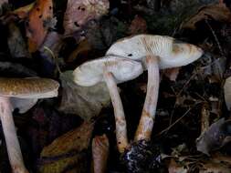 Image of Lepiota