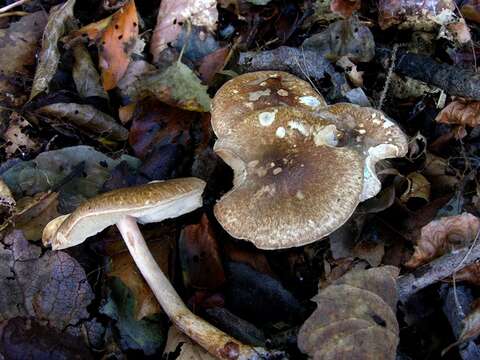 Image of Lepiota