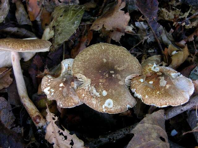 Image of Lepiota